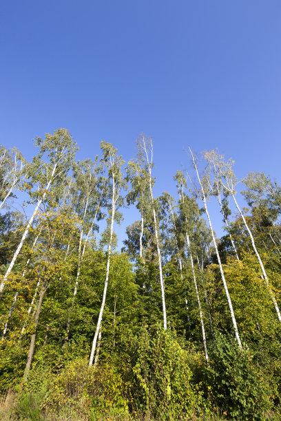 白桦树林图片下载