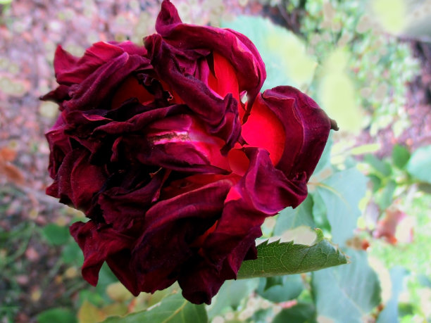 红玫瑰枯萎图片下载