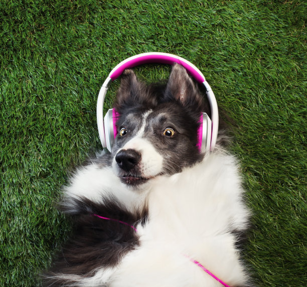 快乐的狗躺在草地上听音乐图片下载