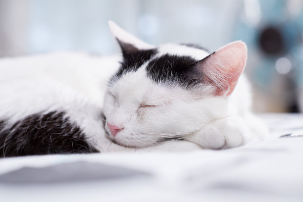 睡觉的白猫图片下载