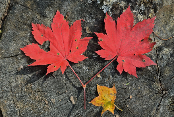 红叶的枫叶图片下载