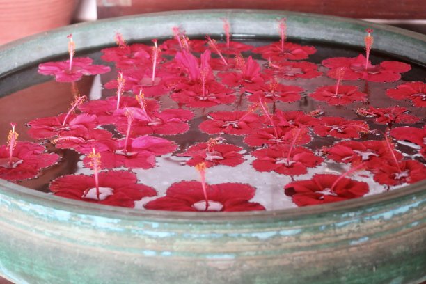 红色的木槿花漂浮在水盘(uruli /urli)，传统的印度酒店欢迎客人的照片，喀拉拉邦，住宿，印度南部图片下载