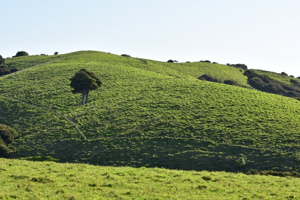 明亮的绿色农田图片下载