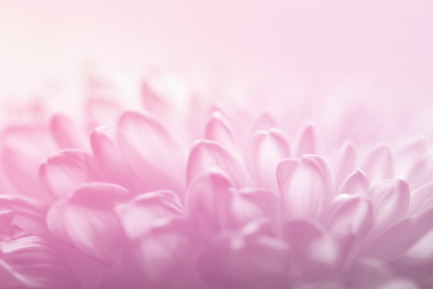 粉色软背景图片下载