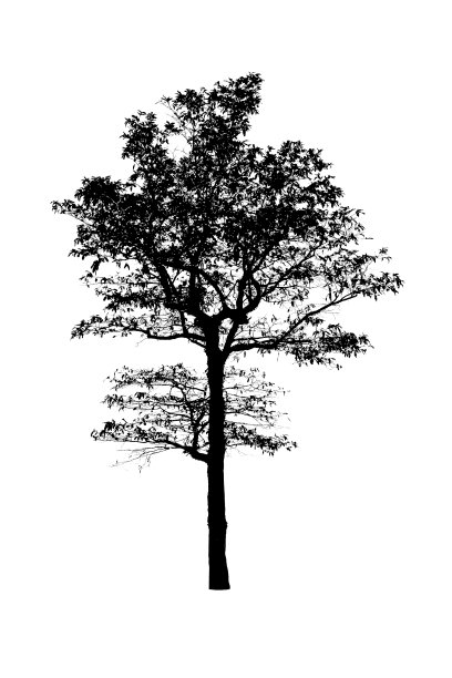 白色背景上孤立的黑树剪影，图片下载