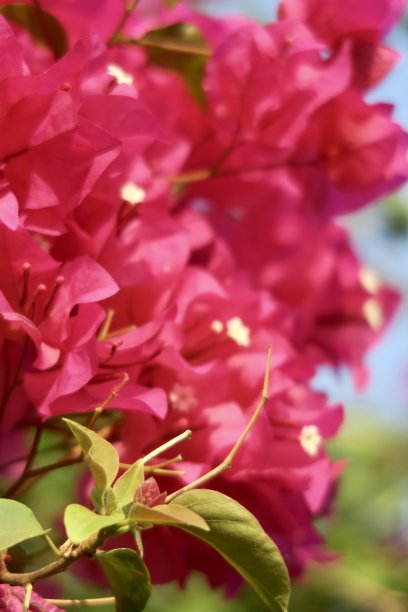 图片热带粉红色九重葛花苞近距离生长在花园公园，夏季攀缘观赏开花九重葛藤与粉红色的花，印度盆栽植物照片图片下载