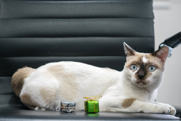 那个小男孩正在房间里写书。图片下载