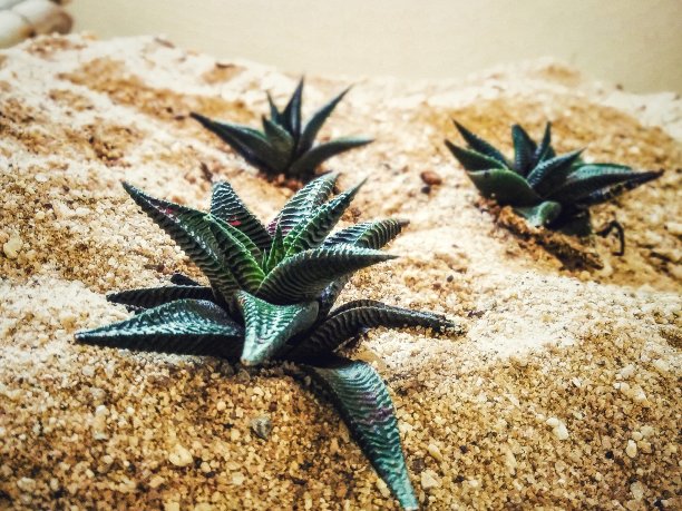 仙人掌图片下载