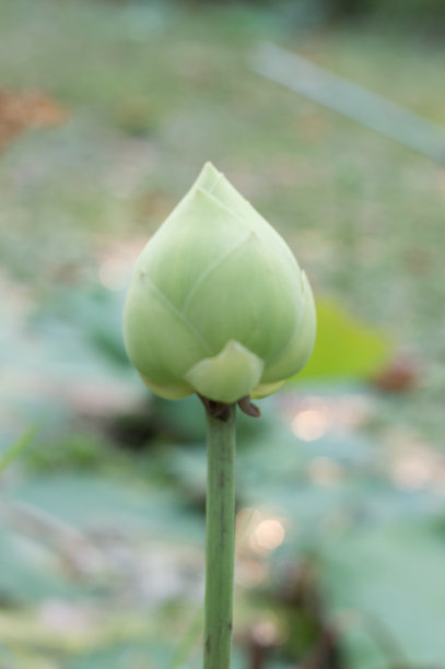 野生荷花图片下载