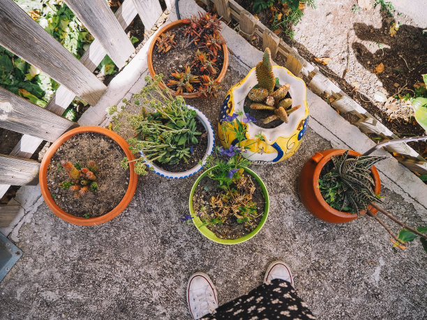 花园里的彩色花盆图片下载