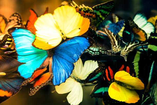 一排色彩鲜艳的蝴蝶的特写图片下载