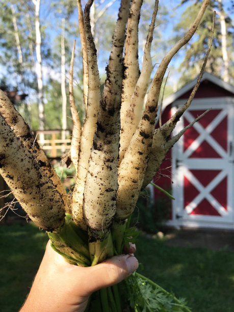 自家种植的新鲜白胡萝卜图片下载