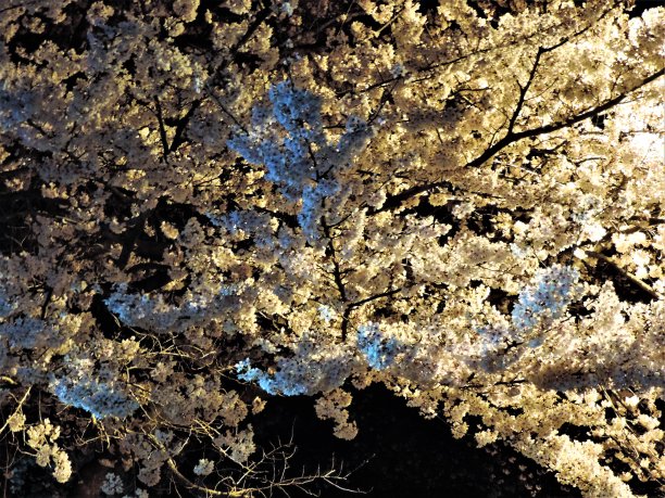 夜晚的樱花灯光。图片下载