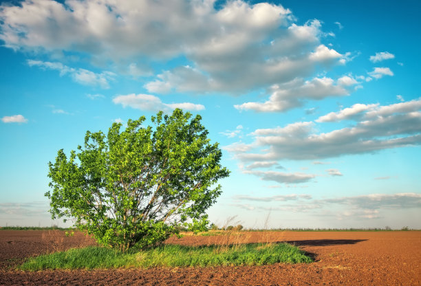 春景中有一片农业田和寂寞的大树图片下载