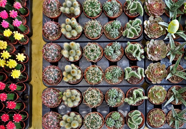 俯视图不同类型的小肉质植物在花店的摊位图片下载