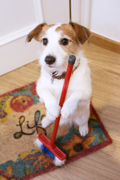 搞笑的杰克罗素狗在新年派对上扫地。图片下载