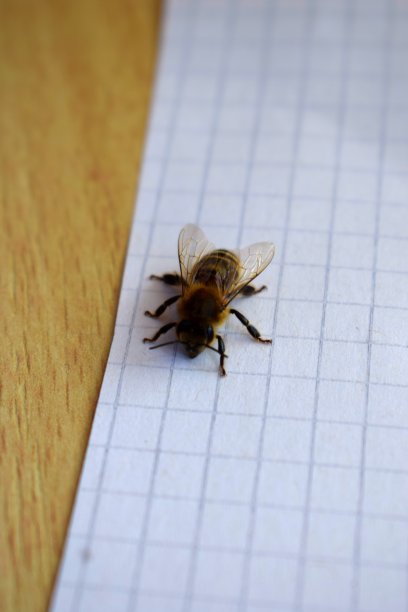 方块纸上的蜜蜂图片下载