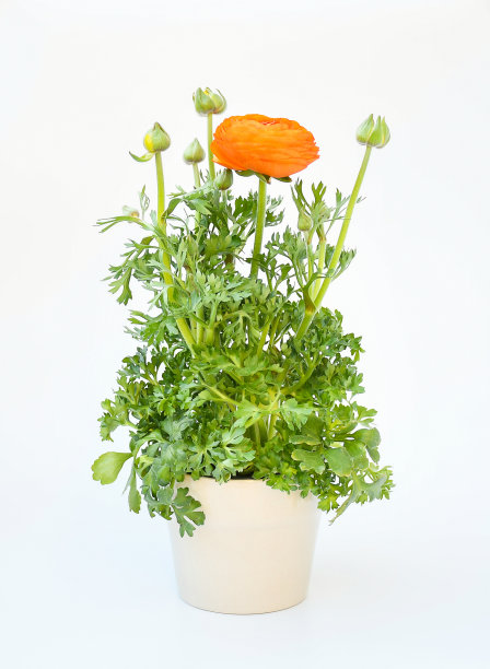 彩色的波斯毛茛花或亚洲毛茛花，绿叶在白色的背景上图片下载