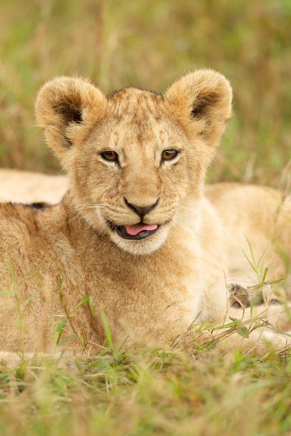 狮子幼崽伸出舌头图片下载