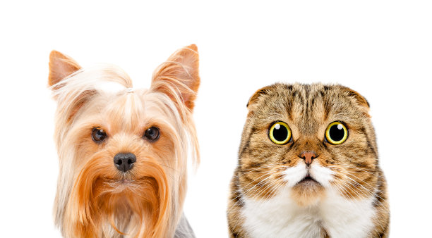 约克郡狗和猫的肖像苏格兰折叠图片下载