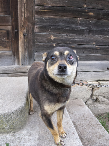 一只眼睛健康的小狗，被链子拴着，一幅悲伤的画像图片下载