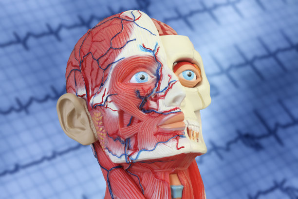 头部和面部解剖模型图片下载