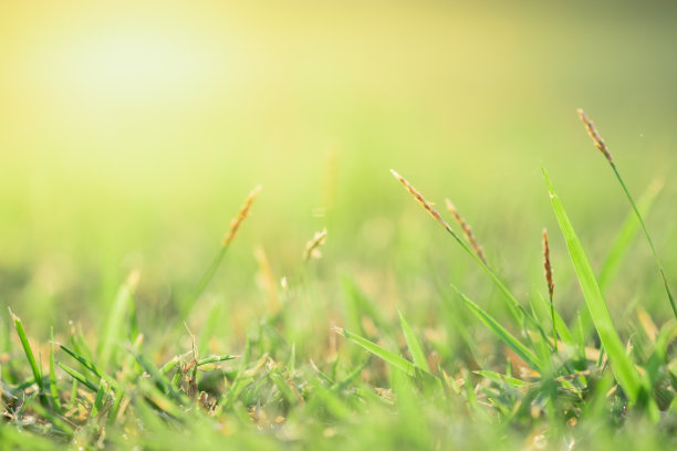 近距离观看美丽的自然绿草在模糊的绿色树木背景与阳光在公共花园公园。是景观生态，壁纸和背景的复制空间。图片下载