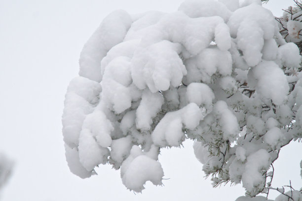 白雪皑皑的分支图片下载
