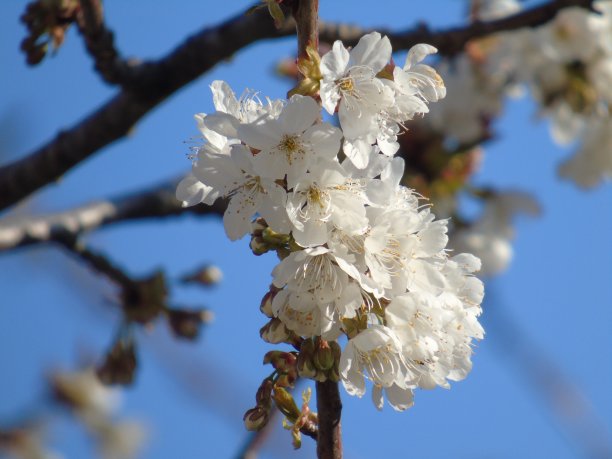 春天的花朵图片下载