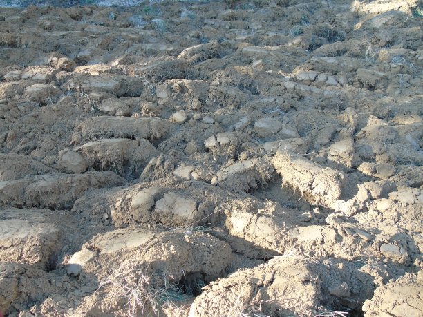 春天的花朵图片下载