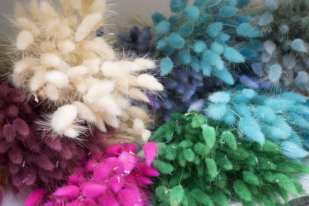 五颜六色的干花和植物图片下载