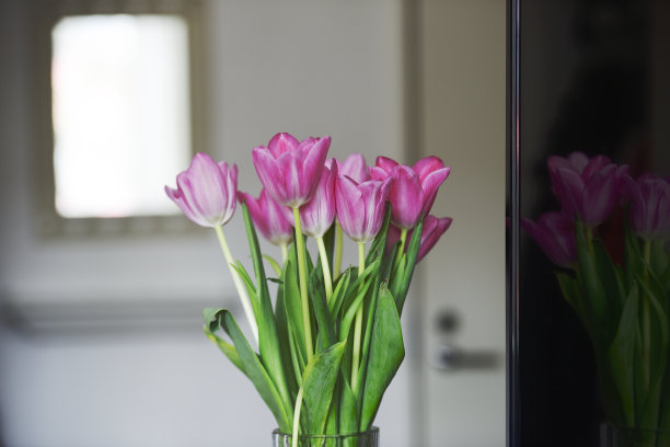 电视屏幕旁的紫色郁金香花束图片下载