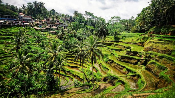巴厘岛的Tegallalang梯田图片下载