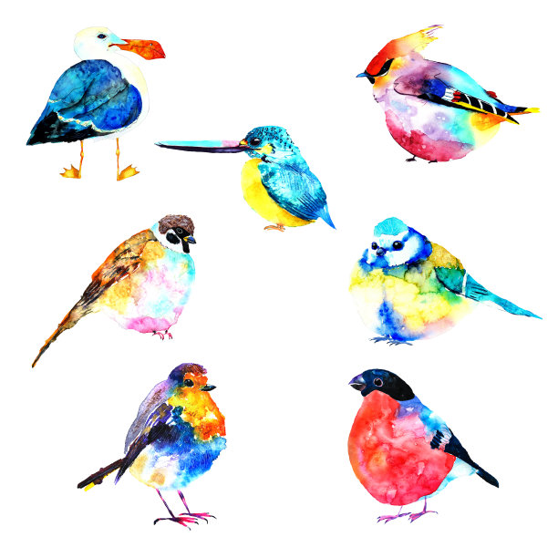 水彩鸟集。手绘插图在纸上。知更鸟，红腹灰雀，山雀，麻雀，蜡翅，翠鸟，海鸥用颜料涂抹和肉芽孤立在白色的背景图片下载