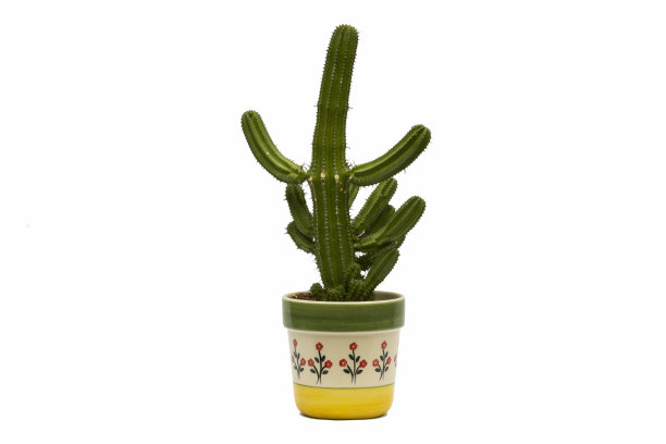 盆中仙人掌孤立在白色背景上图片下载
