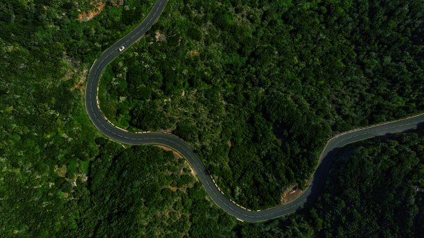 森林中的路图片下载