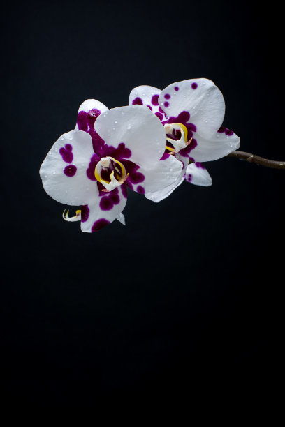白色兰花在黑色背景上绽放，露珠，特写图片下载