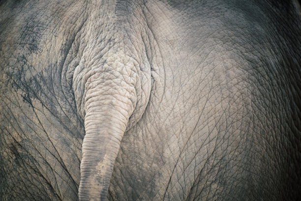 近距离观察大象的皮肤纹理图片下载