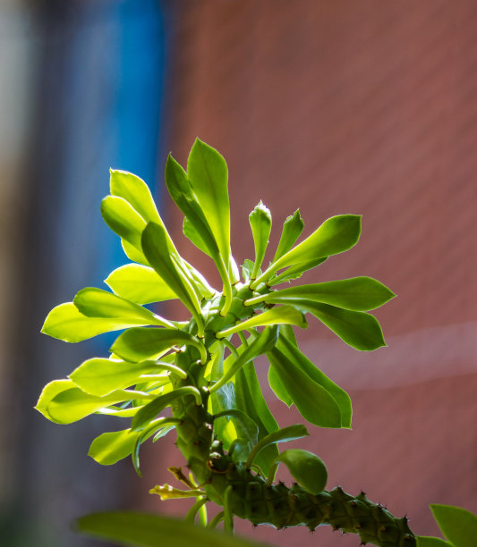 新鲜的仙人掌芽。图片下载