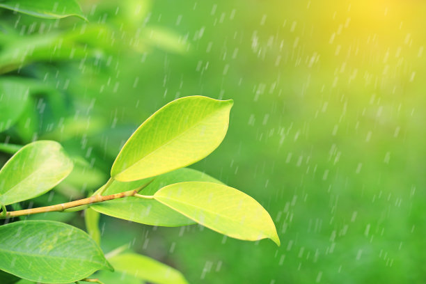 近景年轻的绿色树顶部的叶子与雨模糊的背景在花园里。图片下载