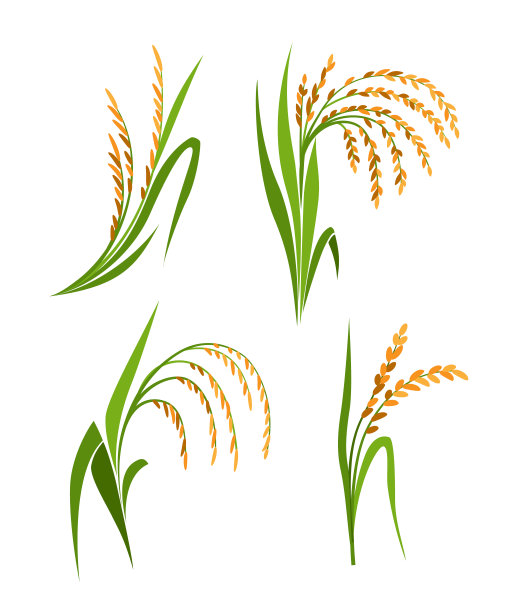 水稻植物集合，矢量隔离设计元素图片下载