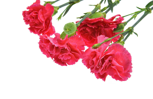 红色康乃馨花束图片下载