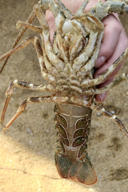 这是刚捕到的印度刺龙虾，准备吃海鲜晚餐的照片，热辣龙虾食谱健康饮食图片下载
