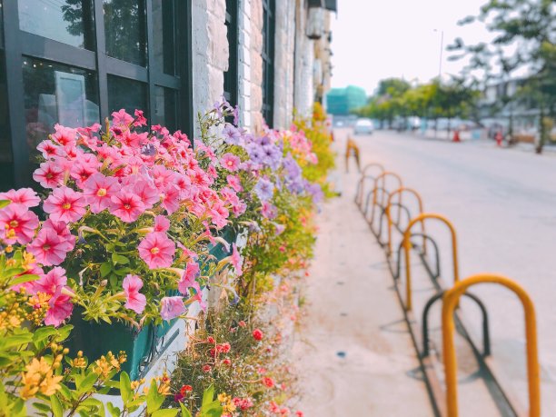 粉红色的花点缀着城市的侧面。图片下载