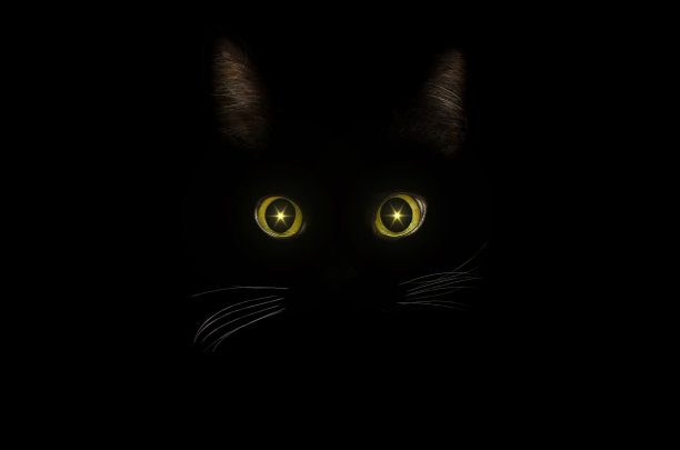 黑猫概念，黑色神秘风格。在黑夜中发光的黄色猫眼。美丽的动物肖像。国内宠物的概念。图片下载