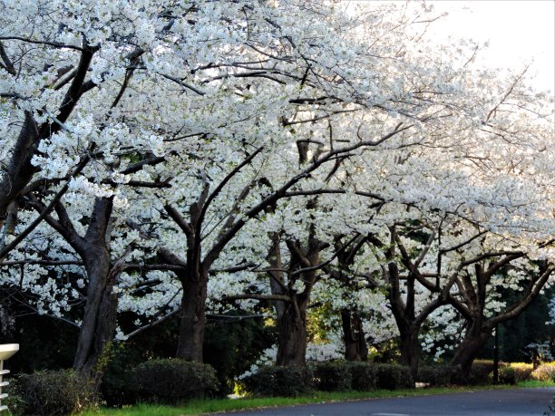 新的樱花。筑波的樱花。日出。图片下载