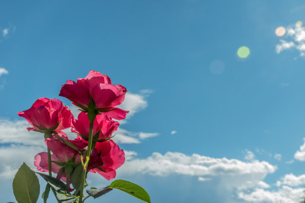 天空下的粉红玫瑰图片下载