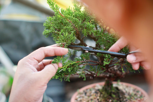 制作盆景树。图片下载