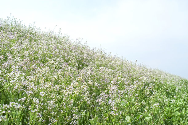 春天的花朵图片下载