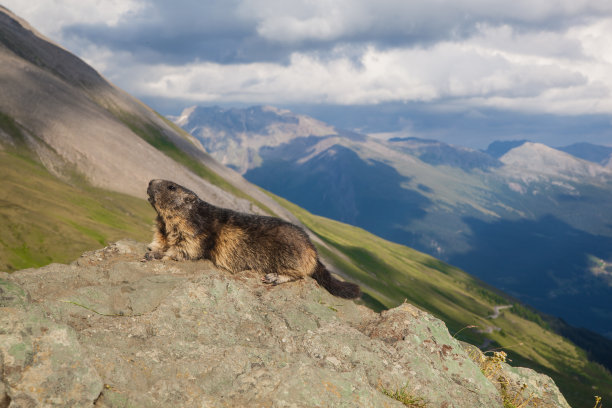 一个土拨鼠图片下载